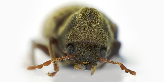 Der Gemeine Nagekäfer (Anobium punctatum) – Auge in Auge